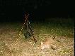 Byly trzy zostaly dwa,niestety jeden strzelony byl parchaty:(