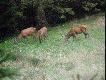 JELENIE
B�de tutaj zamieszcza� zdj�cia jeleniowatych spotkanych w �owisku
