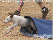 seniorka rodu - Fanaberia P�diable-
*fot. Krzysiek