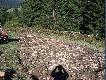 Uzupe�nienie pasa 750kg marchwi.