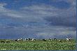 Atom Heart Mother