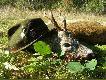 Rankiem gdy mg�a ust�powa�a ostremu s�o�cu stary rogacz pogoni� mi tego koz�a na strza�.