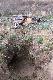 Pokot dwudniowego ,, norowania'' .
