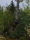 Na to p�uschni�te drzewo Joe wspina si� samowchodz�c� wy�k� i wabi �osie.