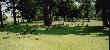 G�si na po�udniu Ontario s� utrapieniem dla park�w i p�l golfowych.