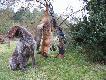 Pierwszy lisek strzelony po zmianie lunetki, i my�l� �e nie ostatni :-)
