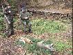Prowadz�cy polowanie i pokot