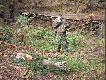 Prowadz�cy polowanie i pokot, a zarazem..............