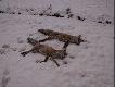 Pierwszy pa�dziernikowy �nieg i pierwszy dublecik do lis�w