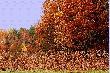 poletko zaporowe ....dziki juz je zjad�y :) i posz�y dalej ...he he he 