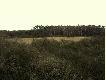 Widok z �owiska. Bagno Oddz.210.