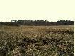 Widok z �owiska. ��ki nzd rzek� We�n�.