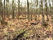Widok z �owiska. Ols w Le�nictwie Ko�lanka.