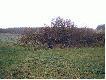 Gdy pies si� zatrzyma adrenalina ro�nie.