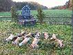 Pokot jeszcze niekompletny pad�o 12 - lis�w w 2 - grupach.