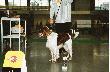 TYTUS Bohemia Thalset - dok, lok.I, BOS, BOB, CWC, CACIB, Zwyci�zca Polski '07, Zwyci�zca Europy �rodkowej i Wschodniej '07