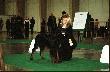 BAFFI Shadow Dog - dosk, lok.I, BOS, CWC, CACIB, Zwyci�zca Polski '07, Zwyci�zca Europy �rodkowej i Wschodniej '07