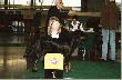 BAFFI Shadow Dog - dosk, lok.I, BOS, CWC, CACIB, Zwyci�zca Polski '07, Zwyci�zca Europy �rodkowej i Wschodniej '07
