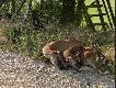 Darz B�r. Wilku