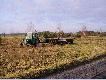 Dzisiaj; 20 my�liwych pozyska�o 9 zaj�cy ,widziany tylko 1lis (to pocieszaj�ce) by� mo�e b�dzie lepiej...