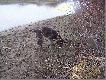 Pies z nud�w aportuje patyki