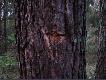 Drugie drzewo w odleg�o�ci 1,5 m od linii my�liwych.Kula przelecia�a pomi�dzy dwoma my�liwymi w kierunku miotu.
