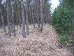 Widok ze stanowiska w ostatnim miocie. By�y dziki ale niestety nie wysz�y na mnie...