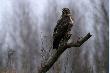 Myszo��w zwyczajny 
(Buteo buteo)