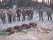 pokot (4 warchlaki i 2 liski)