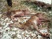 Nasze �anie.