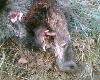 na zbior�wce z dnia 22 grudnia strzelono wycinka z wcze�niej odstrzelon� �uchw�