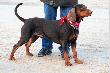 Czekan-potw�r wystawowy - 30-12-2007