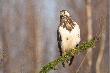 Myszo��w zwyczajny (Buteo buteo)
Osobnik charakteryzuj�cy si� bardzo jasnym upierzeniem.