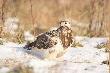 Myszo��w zwyczajny (Buteo buteo)
Osobnik charakteryzuj�cy si� bardzo jasnym upierzeniem.