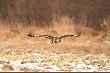 Myszo��w zwyczajny (Buteo buteo)