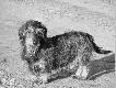 Zas�u�ony ju� Trop na spacerze:)
Darz B�r. Wilku