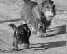 Trop sumiennie pe�ni rol� opiekuna m�odej niedo�wiadczonej jeszcze Norki. 
Darz B�r. Wilku