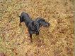 Czerta. Darz B�r. Wilku