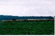 To jest pierwszy lis Alex - jeszcze za �ywota.
Niestety zdj�cie robione ze standardowym obiektywem.