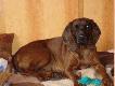 Alga znad Warcia�skich Tatarak�w