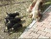 Miesi�czne Jagi po Poli i Tornado, podczas pracy dolnym wiatrem na dziczej sk�rze, oczywi�cie przy pomocy mamy:)))