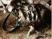 Borsucza torba - te� w�asnej roboty