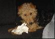 Wracaj�c z polowania na lisa  odebra�em  koz�a z wyceny  a m�j pies pomaga mi go  zanie�� do domu 