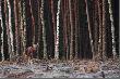 Zaskoczony cielak od ty�u...