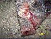 Or� w miare... Szable po 18 cm.Fajki zniszczone..Mysla�em ,�e b�d� wi�ksze...