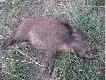 To ju� ok 20:30 dzik , kt�ry pad� w ogniu po strzale z 30-06