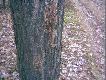 To jest piekna sprawa. W miocie by� 2 dziki, w lufach 2 breneki i ...jeden d�bek na linii strza�u. To si� nazywa szcz�cie .