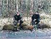 Zaj�li�my s�siednie stanowiska i sukces, bo dziki defilowa�y przed nimi. M�j przelatek  z prawej , a ojca dublet. 