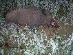 Wczoraj rozpocz��em sezon 08/09. Wycinek 77 kg. Dzi�ki Ci �w. Hubercie.