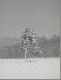 Jastrz�b siedzia� d�ugo na so�nie i obserwowa� teren